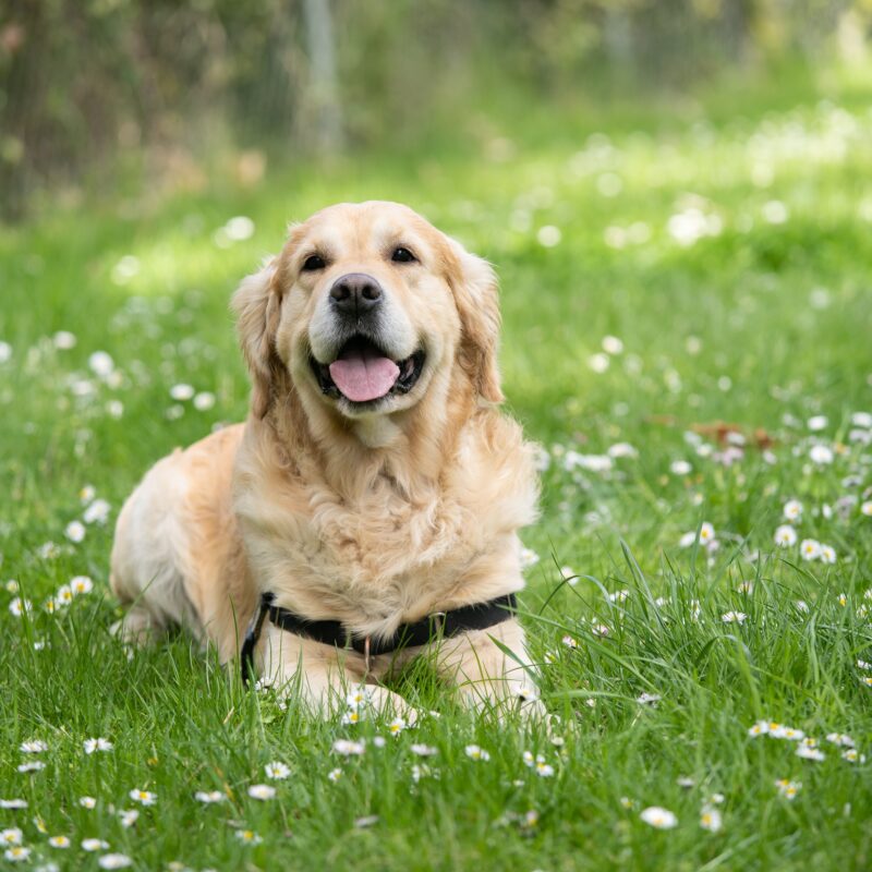 Golden retriever laying in the grass