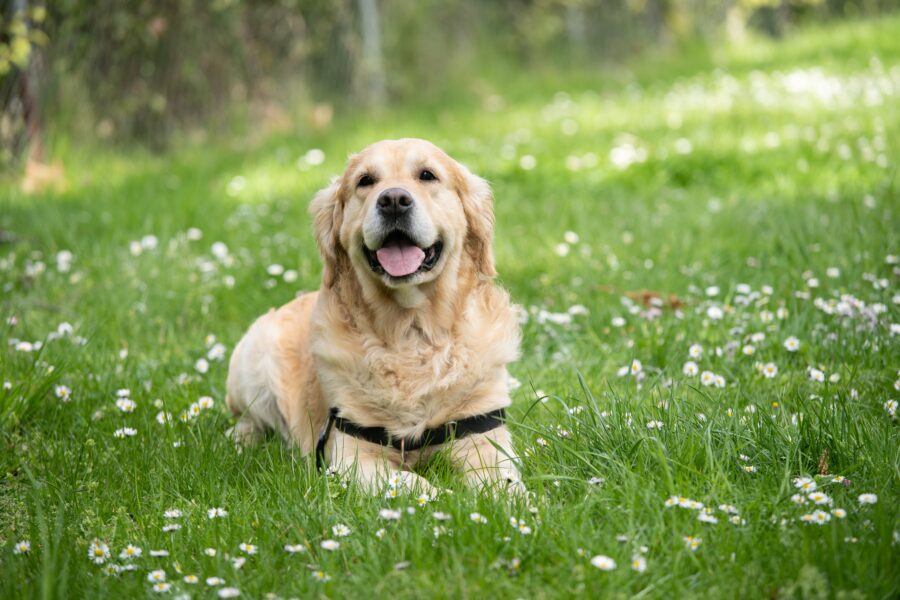 Golden retriever laying in the grass