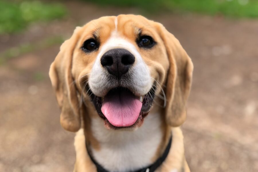 Dog outside looking up at camera