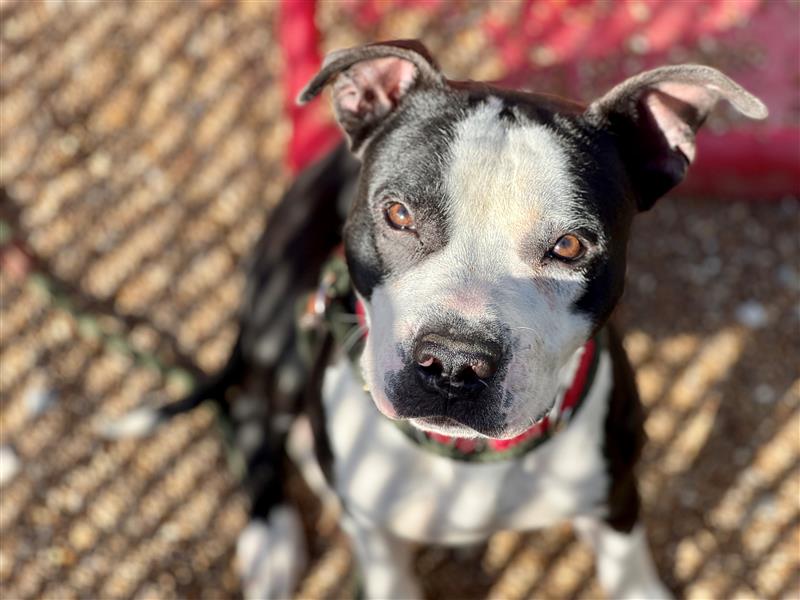 April Diamonds in the Ruff | Dogs for Adoption Missouri